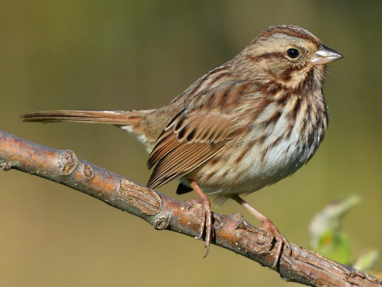 song sparrow image 1