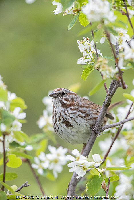 song sparrow image 2